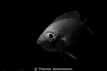 Bigeye at house reef Marsa Shagra, Egypt. by Therese Johannesson 