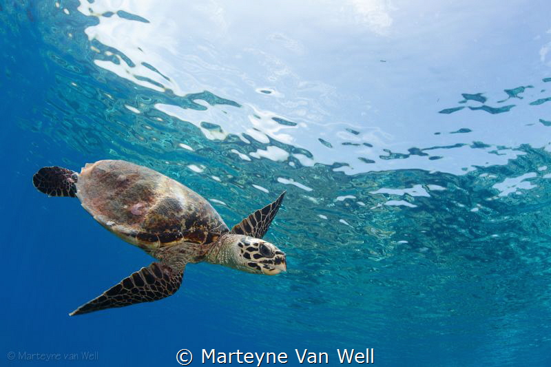 A curious juvenile hawksbill turtle by Marteyne Van Well 