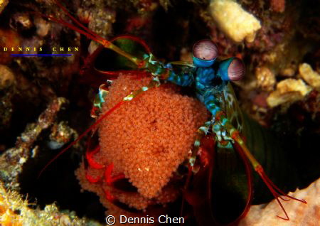 Mantis shrimp with eggs by Dennis Chen 