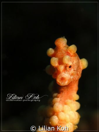 O
Pygmy Seahorse by Lilian Koh 