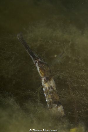 Greater pipefish Syngnathus acus under a jetty on the Swe... by Therese Johannesson 