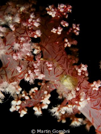 A squat lobster in the soft coral by Martin Gombrii 