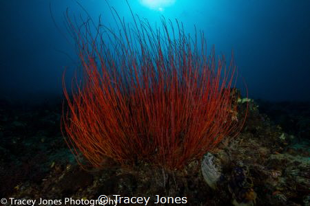 Red Harp coral by Tracey Jones 