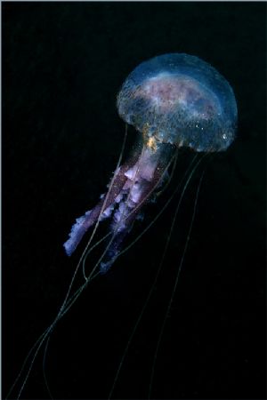 Pelagia noctiluca jellyfish, shot in Baleal using a Canon... by Joao Pedro Tojal Loia Soares Silva 