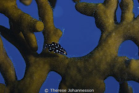 Juvenile fish in fire coral. by Therese Johannesson 