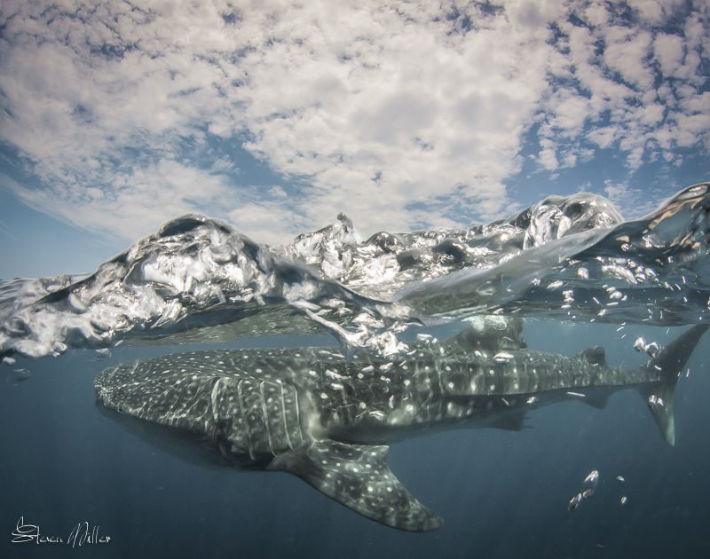 The waterline and shark are natural, but the clouds were ... by Steven Miller 