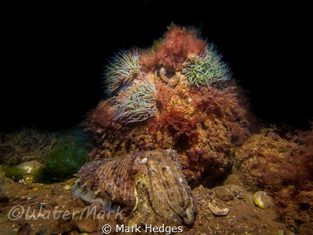 cuttlefish shot in limited visibility babbacombe u.k
 by Mark Hedges 