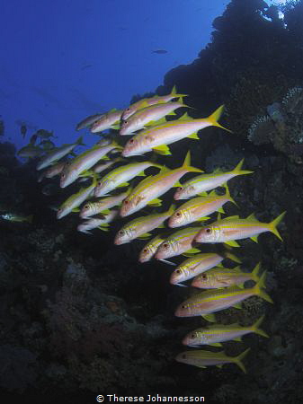 Shoal of goatfish. by Therese Johannesson 