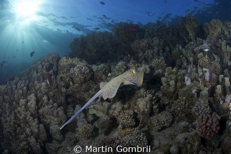 A Stingray swam by on the way back from the afternoon div... by Martin Gombrii 