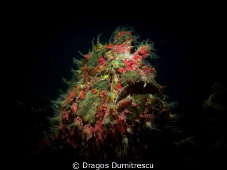 Frog fish hunting in the dark. Canon g12. Inon s2000 by Dragos Dumitrescu 