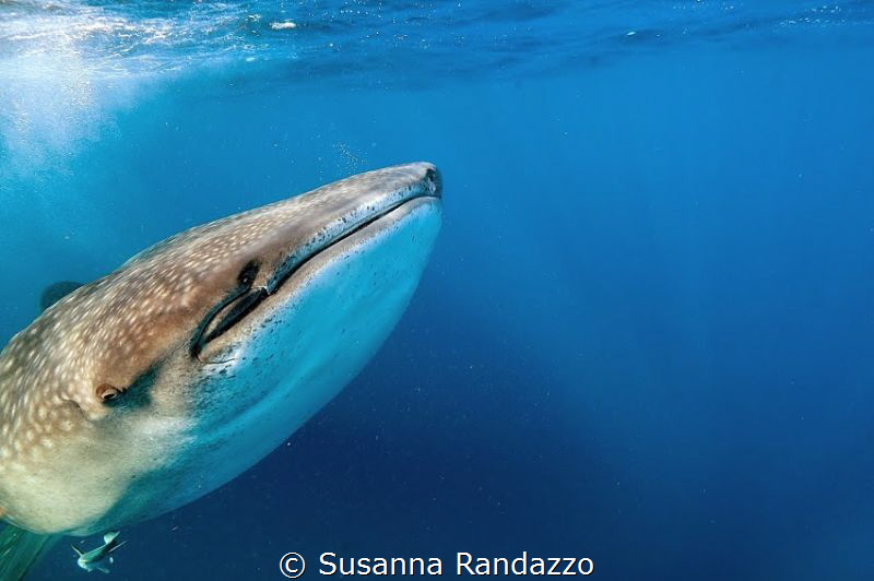 snorkeling with whale sharks near Isla Mujeres ,Mexico by Susanna Randazzo 