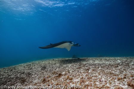 Manta ray glides over the bottom whilst feeding in the cu... by Tracey Jones 