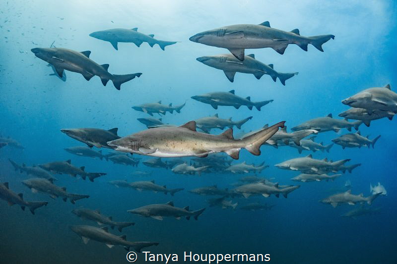 All In Formation
No one really knows why the sand tiger ... by Tanya Houppermans 