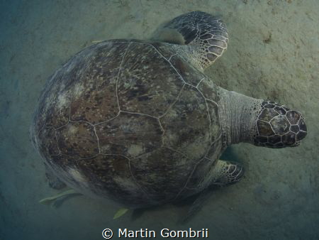 A big Green Turtle in a little different perspective! by Martin Gombrii 