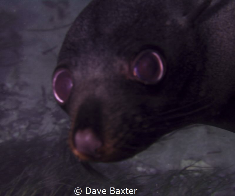 Sealion by Dave Baxter 