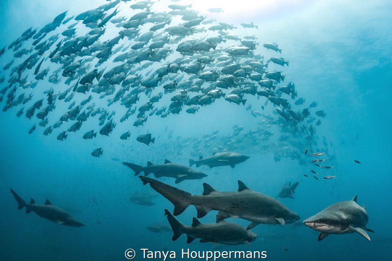 Nature's Choreography
Spade fish swirl around a group of... by Tanya Houppermans 
