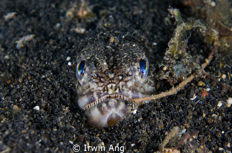 H E H E
Lizardfishes (Synodontidae)
Lembeh Strait, Indo... by Irwin Ang 