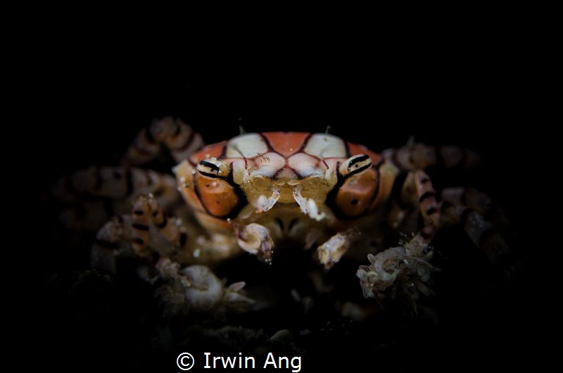 B O X E R
Boxer crabs, boxing crabs and pom-pom crabs (L... by Irwin Ang 