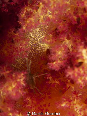 Spider crab hiding in a soft coral by Martin Gombrii 