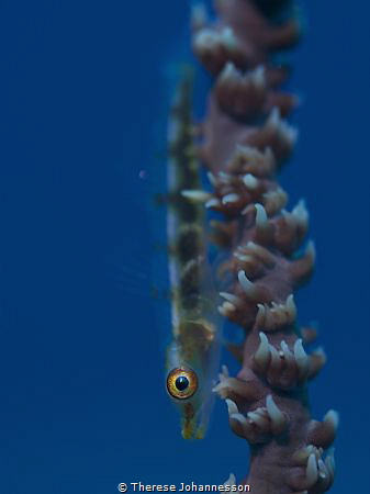 Goby on whip coral by Therese Johannesson 