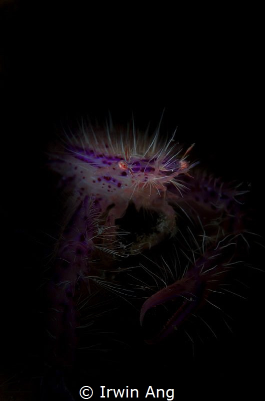 S P I K Y - S T Y L E
Pink hairy squat lobster (Lauriea ... by Irwin Ang 