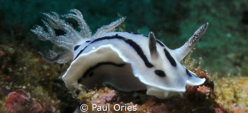 White Nudi posing for me. by Paul Ories 