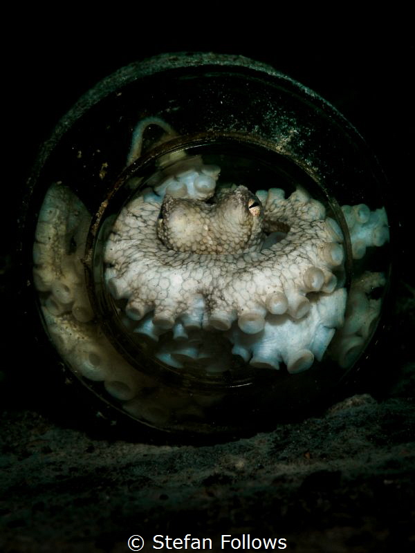Disconsolate. Coconut Octopus - Amphioctopus marginatus. ... by Stefan Follows 