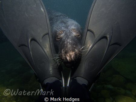Seal framed by diver fins by Mark Hedges 