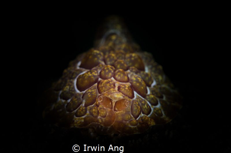 S P O T
Seaslug (Pleurobranchus forskalii)
Lembeh Strai... by Irwin Ang 