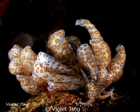 this beautiful nudi looks like wearing a fancy gown by Violet Ting 