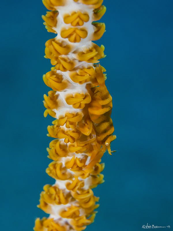 Whip Coral Shrimp by Robin Bateman 