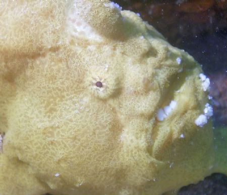 This close up of a rather large Frogfish was taken undern... by Steve Wurfel 