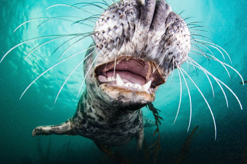 Inquisitive Grey Seal, UK Farne Islands by Spencer Burrows 