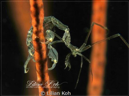 G Y M N A S T
Skeleton Shrimp by Lilian Koh 