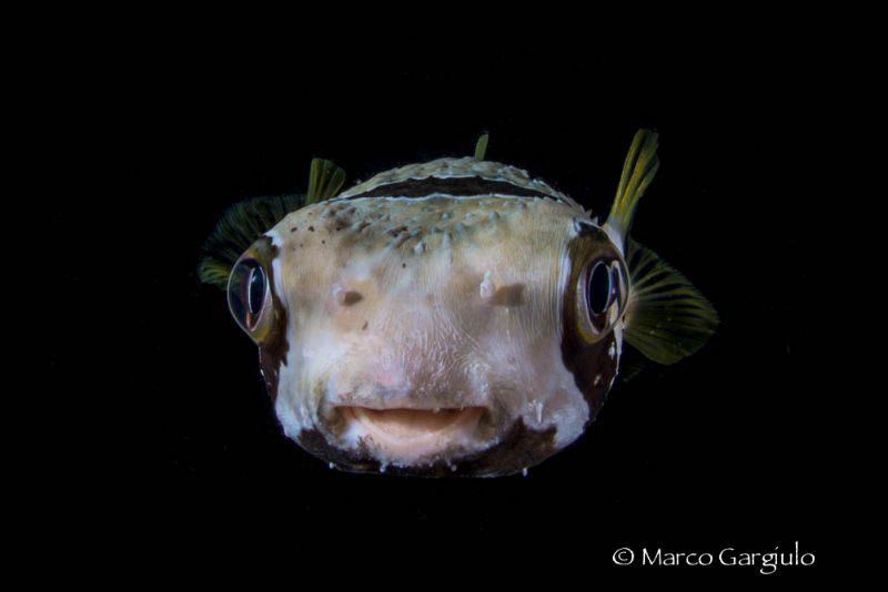 Porcospino fish by Marco Gargiulo 