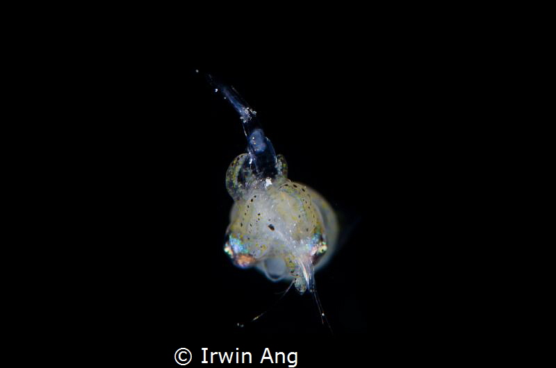 Y U M M Y
Pygmy squid (Idiosepius paradoxus)
Padangbai ... by Irwin Ang 