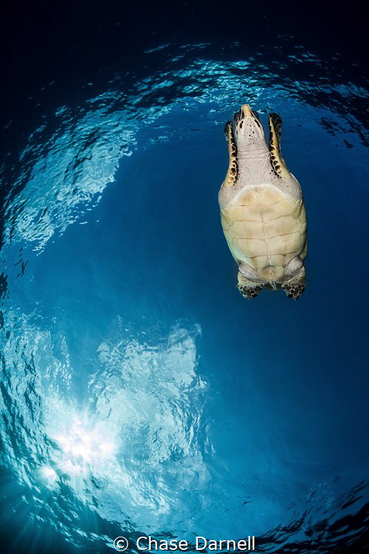 "Dive" 
Turtle on a mission. by Chase Darnell 