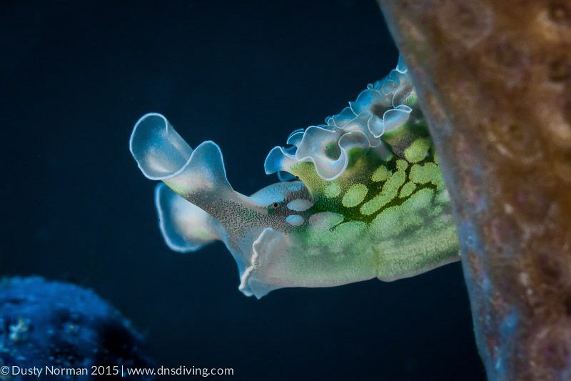 "Pickaboo"
A Lettuce Sea Slug peaking around the edge of... by Dusty Norman 
