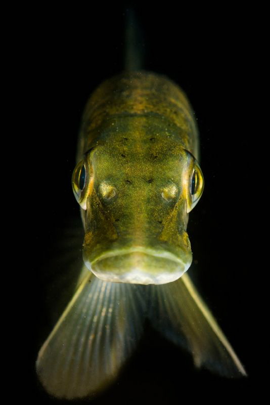 Juvenile Pike portrait. UK by Spencer Burrows 