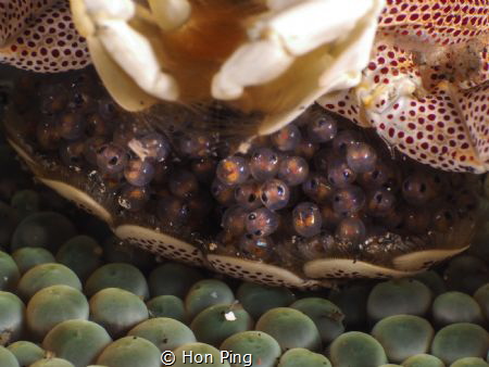 Babies - Porcelain crab by Hon Ping 