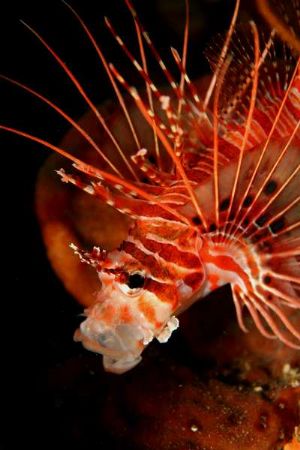 This lionfish was having an afternoon yawn ! by Danielle Caceres-Bricheno 