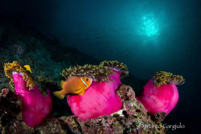 Clownfish & anemone by Marco Gargiulo 