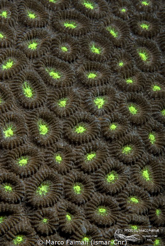 Yellow-green Coral Abstract by Marco Faimali (ismar-Cnr) 