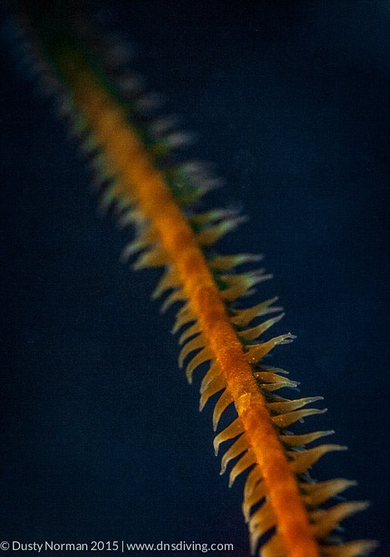 "Spikes"
Super close up of a Whip Coral. by Dusty Norman 