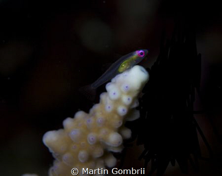 The small goby had a sweet spot on a coral branch and was... by Martin Gombrii 