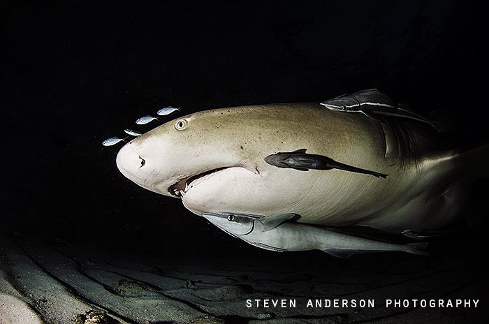 Car pooling or hitch hiking the Lemon Sharks and friends ... by Steven Anderson 