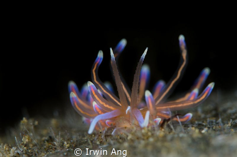 E L E C T R I C
Sea slug (Phyllodesmium opalescens)
Ani... by Irwin Ang 
