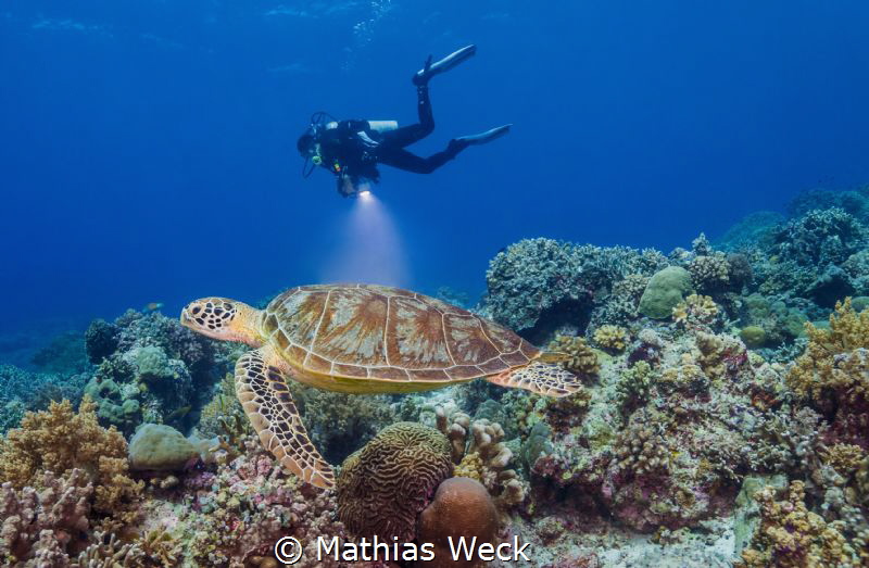 Turtle with diver by Mathias Weck 