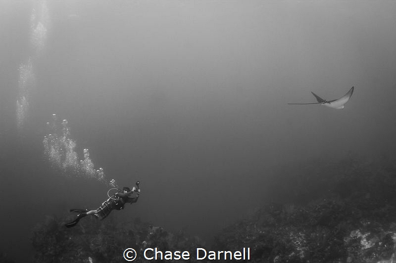 "The Pace"
A diver keeps pace with an Eagle Ray to grap ... by Chase Darnell 