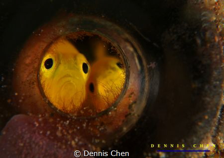 Let the genie out - Goby by Dennis Chen 